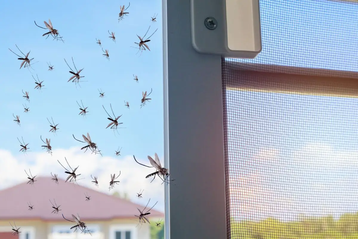 consejos para evitar picaduras de mosquitos